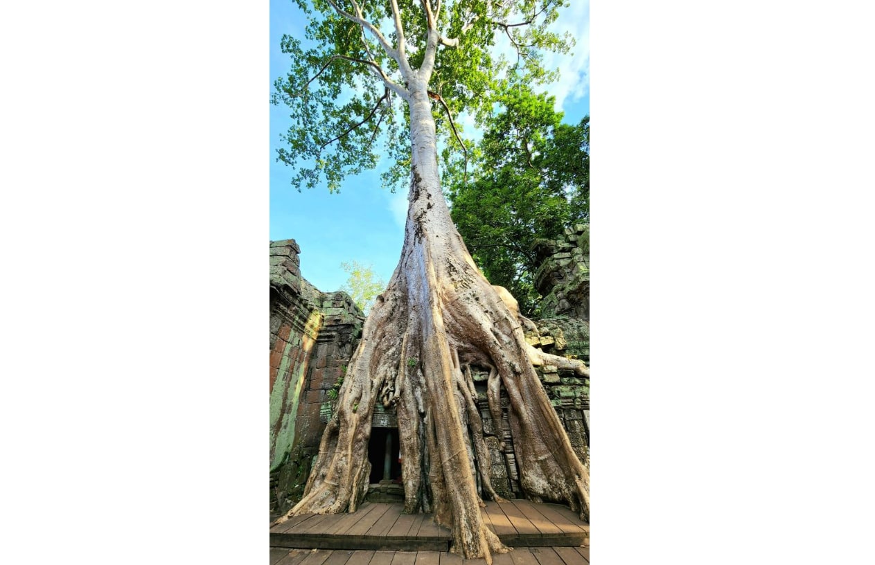 ជ្រុងមួយនៃប្រាសាទតាព្រហ្មខេត្តសៀមរាប