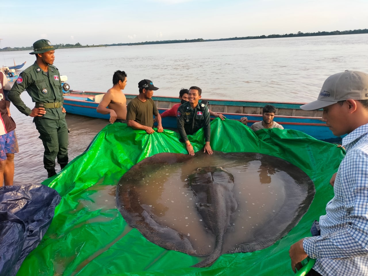 កម្ពុជាបំបែកកំណត់ត្រាពិភពលោកសម្រាប់ត្រីទឹកសាបដ៏ធំបំផុតមិនធ្លាប់មាននៅលើផែនដី!