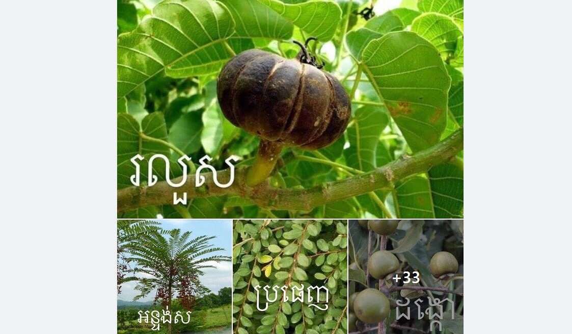 ឈ្មោះរុក្ខជាតិនៅកម្ពុជា 🌱 🇰🇭