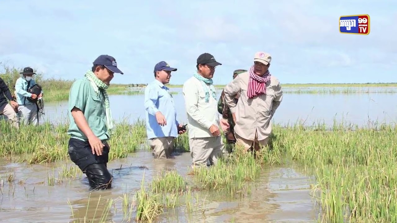 ជំនន់ទឹកភ្លៀងក្នុងខេត្តកំពង់ធំប៉ះពាល់ដំណាំស្រូវចំនួន ៣ពាន់៣៥០ហិចតា (Video Inside)