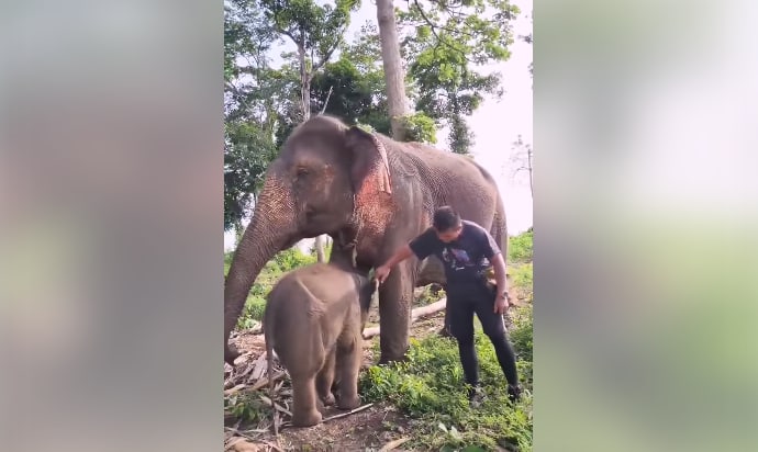 មកលេងកូនដំរី “ណូអែល” នៅរតនគិរី 🐘 🍃🌳🇰🇭