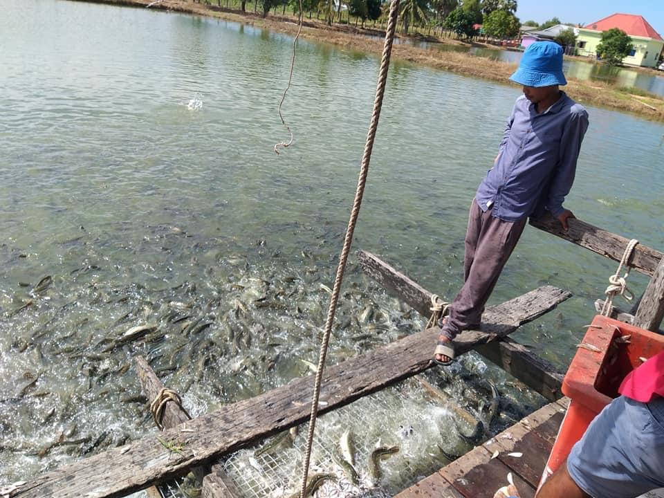 អ្នកចិញ្ចឹមត្រីនៅតែប្រឈមថ្លៃដើមខ្ពស់ ទោះបីត្រីឆ្នាំនេះហាក់មានតម្លៃនឹងនរជាង ឆ្នាំមុនក៏ដោយ