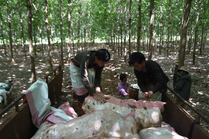 ក្រសួងកសិកម្មស្នើឱ្យក្រសួងមហាផ្ទៃជួយទប់ស្កាត់ការនាំចេញជ័រកៅស៊ូនិងឈើកៅស៊ូមិនទាន់កែច្នៃទៅក្រៅប្រទេស