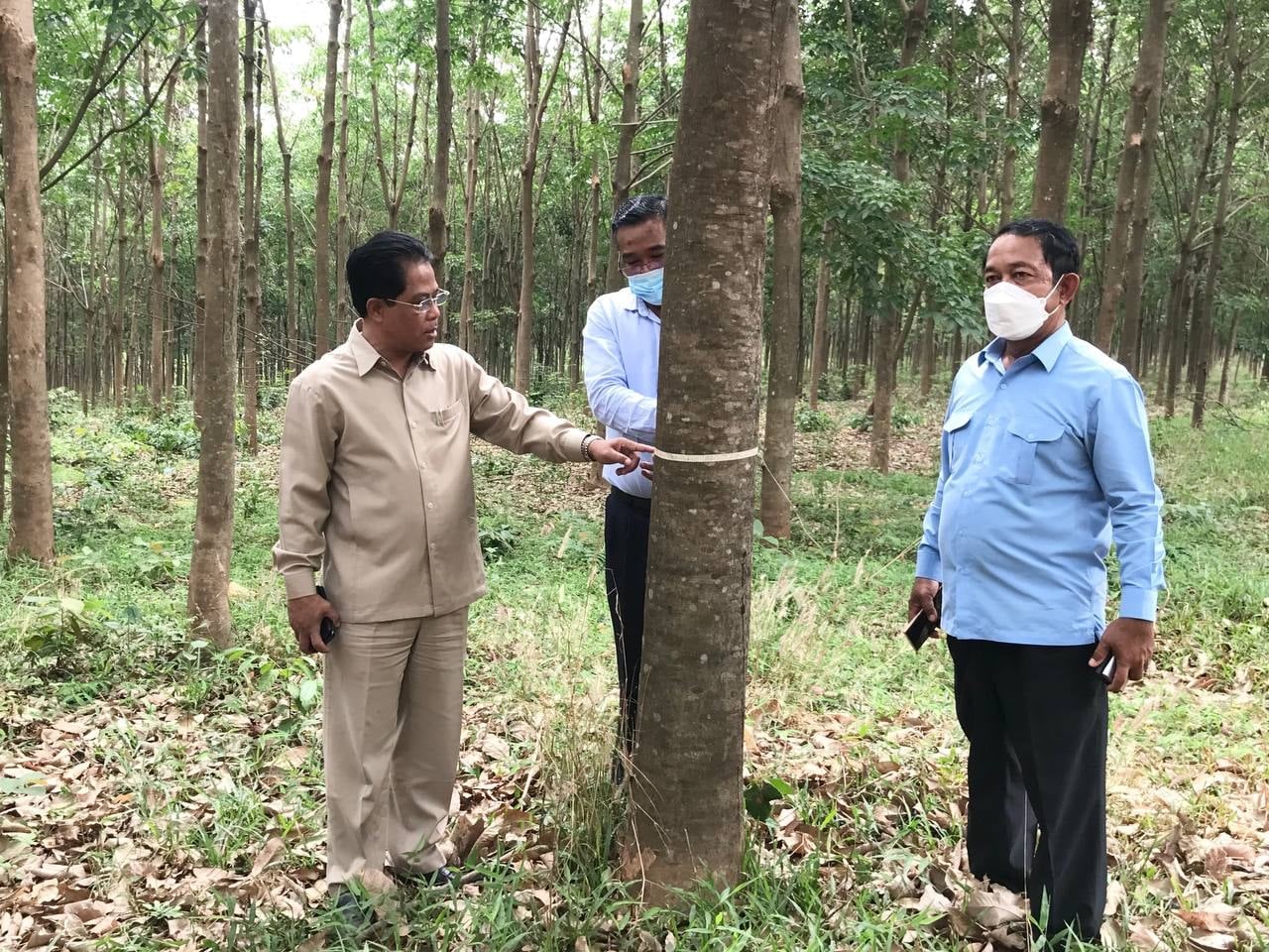 ជ័រកៅស៊ូធ្លាក់ថ្លៃខ្លាំង ក្នុងរយៈពេលពីរខែចុងក្រោយនេះ