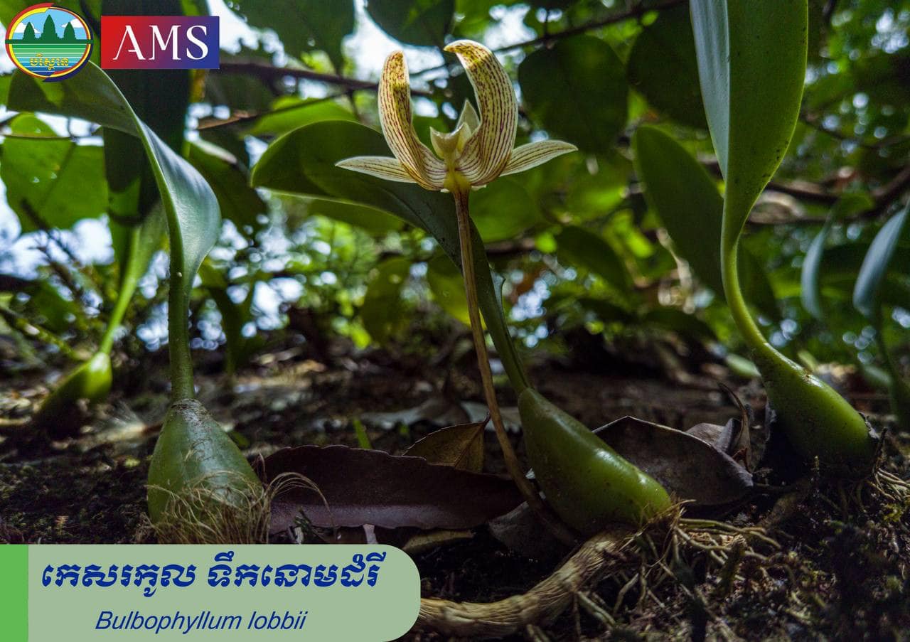 កេសរកូល ទឹកនោមដំរី ស្ថិត​នៅភ្នំខ្នងព្រះ​ ក្នុង​ដែនជម្រកសត្វព្រៃភ្នំសំកុល​