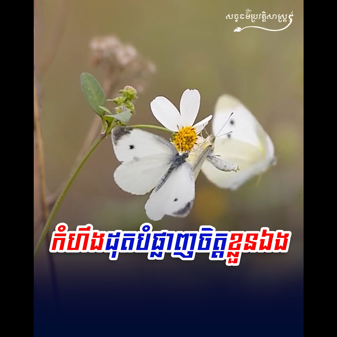 វីដេអូ៖ កំហឹងដុតបំផ្លាញខ្លួនឯង