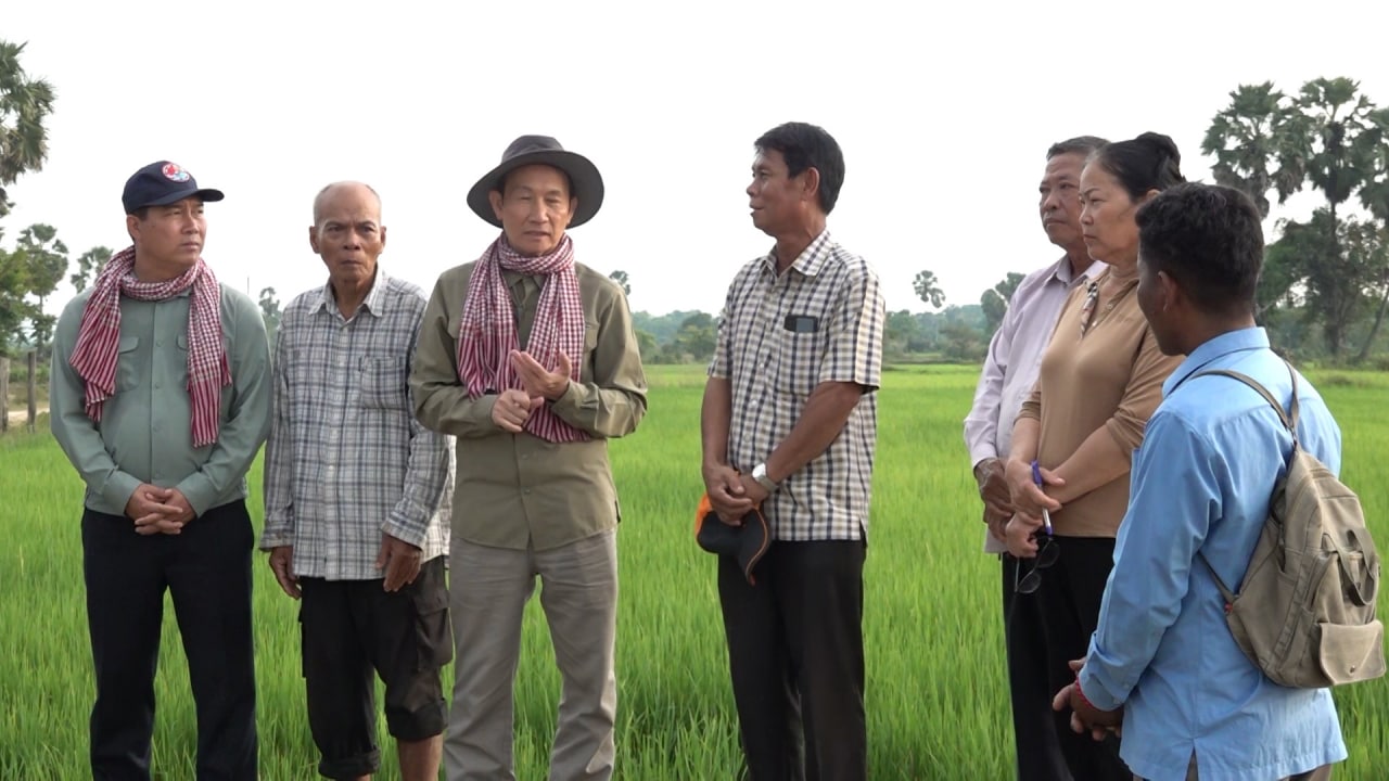 ឯកឧត្តម ងិន ឆាយ អគ្គនាយកកសិកម្ម ចុះពិនិត្យមើលការដាំដុះដំណាំស្រូវតាមបច្ចេកទេសដែលបានបណ្តុះបណ្ដាលកន្លងមក