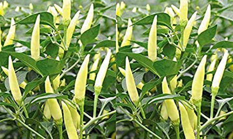 ម្ទេស ស (white peppers)