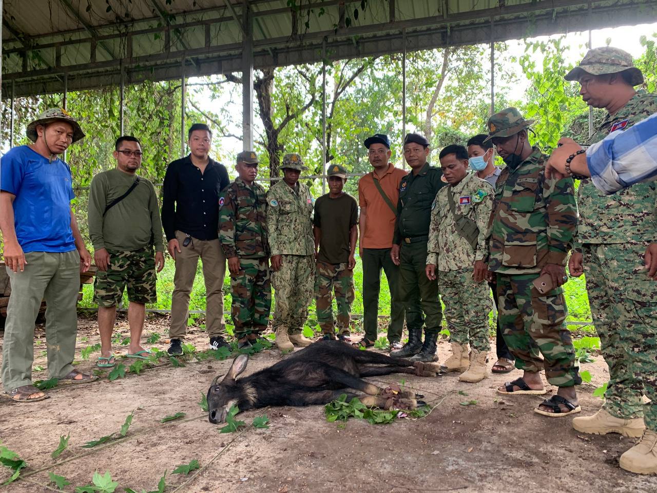 សត្វកែះមួយក្បាលត្រូវបានជួយសង្គ្រោះនៅក្នុងខេត្តបាត់ដំបង