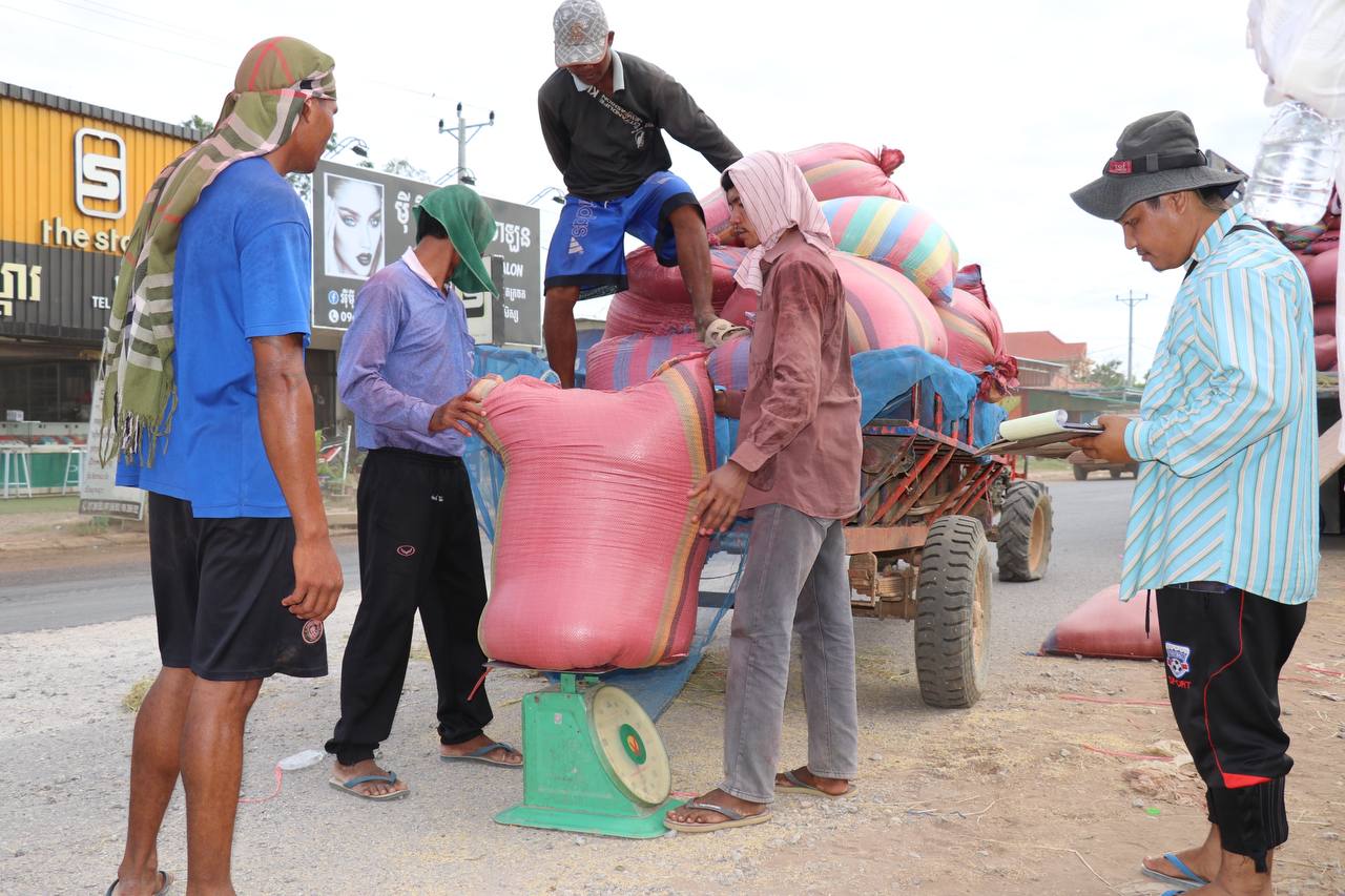 ប្រធានក្រុមហ៊ុនបៃតង ចុះពិនិត្យតាមដានតម្លៃស្រូវ លើដំណើរការលក់ទិញស្រូវជាមួយប្រជាកសិករនៅបន្ទាយមានជ័យ