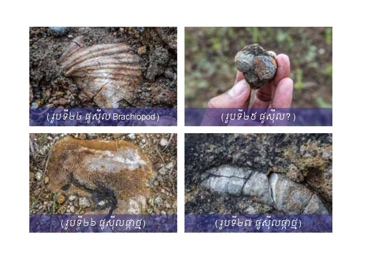 ស្ថានីយផូស៊ីលភ្នំបាក់ (Phnom Bak Fossil Site)