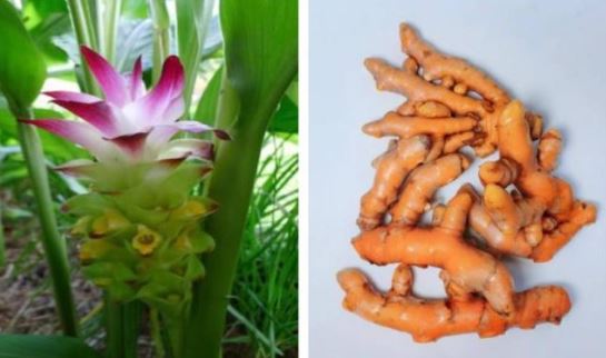 រមៀត (Turmeric)