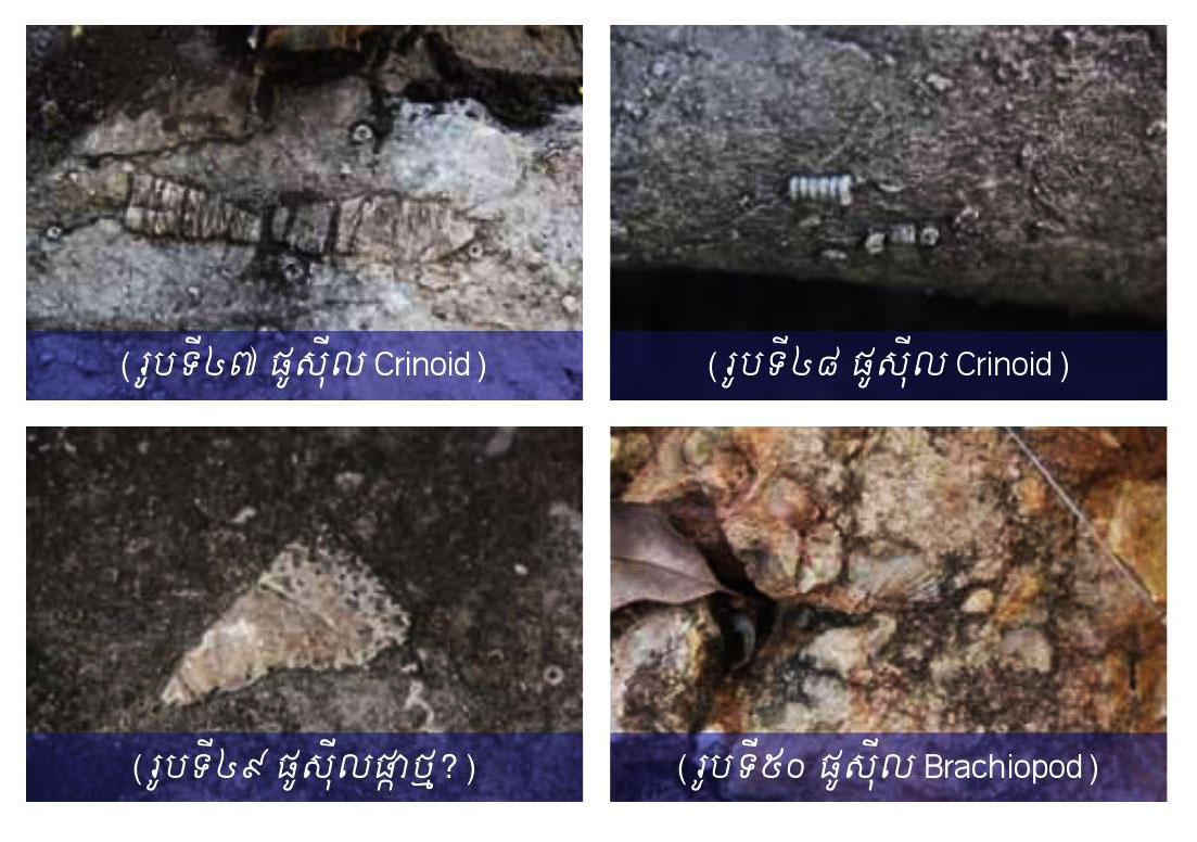 ស្ថានីយផូស៊ីលភ្នំជញ្ជាំង (Phnom ChunhChoing Fossil Site)