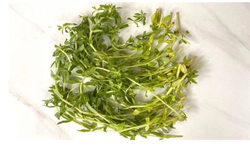 ម្អមក្តាម (creeping marshweed)
