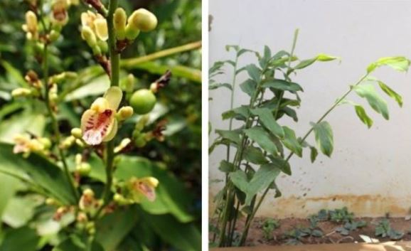 រំដេងព្រៃ (wild ginger)
