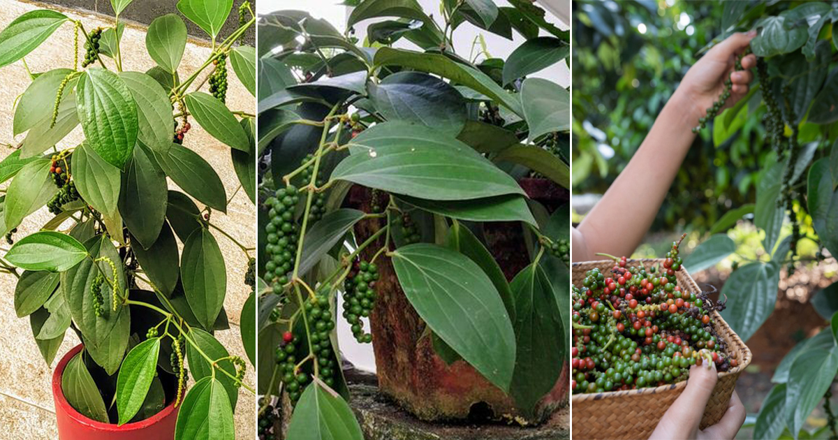 ម្រេច (Black pepper)