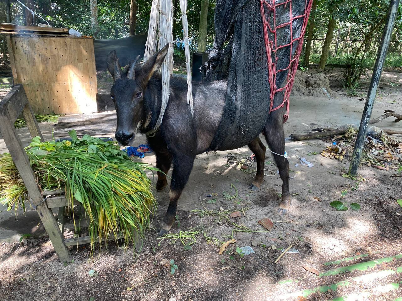 ពិតជាគួរឱ្យសោកស្តាយជាទីបំផុត សត្វកែះញីមួយក្បាលដែលជាប់អន្ទាក់ និងរងរបួស បានស្លាប់ហើយ