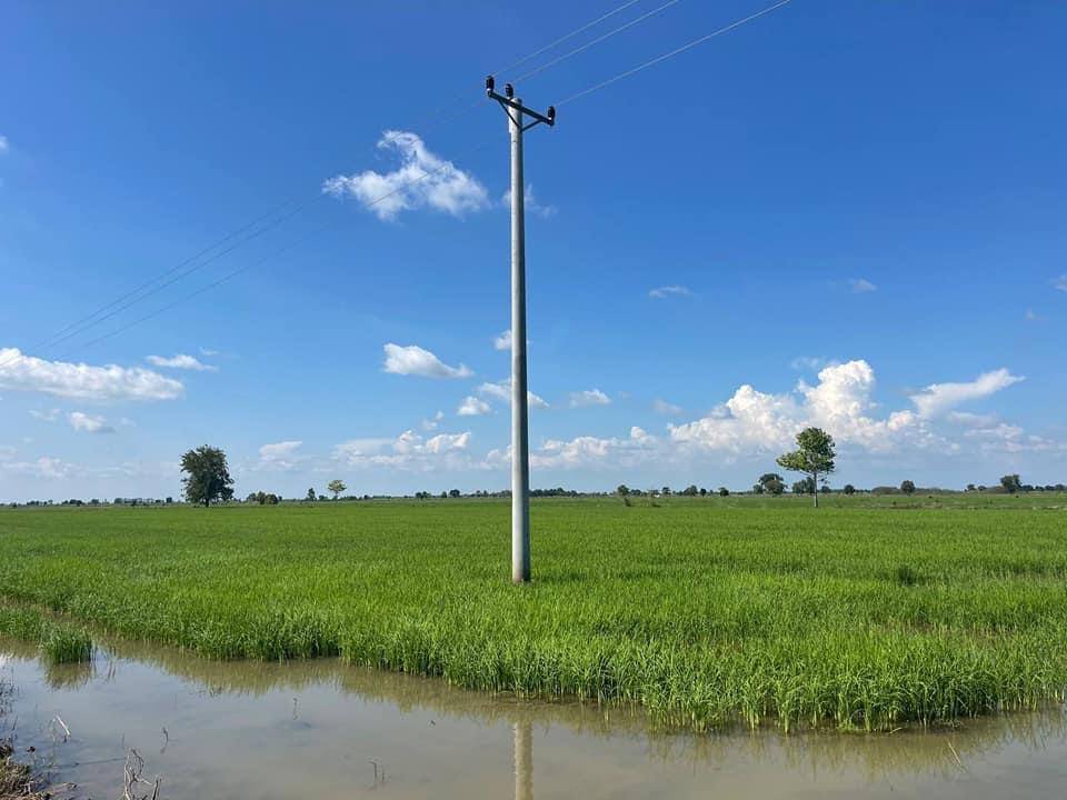 ស្ថានភាពបង្កបង្កើន ផលស្រូវរបស់កសិករ នៅបន្ទាយមានជ័យ លូតលាស់ល្អ បន្ទាប់ទទួលស្រូវពូជសម្តេចតេជោ ហ៊ុន សែន