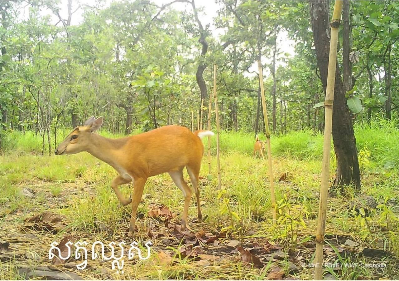 វត្តមានសត្វព្រៃកម្រៗជាច្រើនប្រភេទ ត្រូវបានរកឃើញនៅខេត្ត មណ្ឌលគិរី ដែលជាក្តីសង្ឃឹមរបស់កម្ពុជា