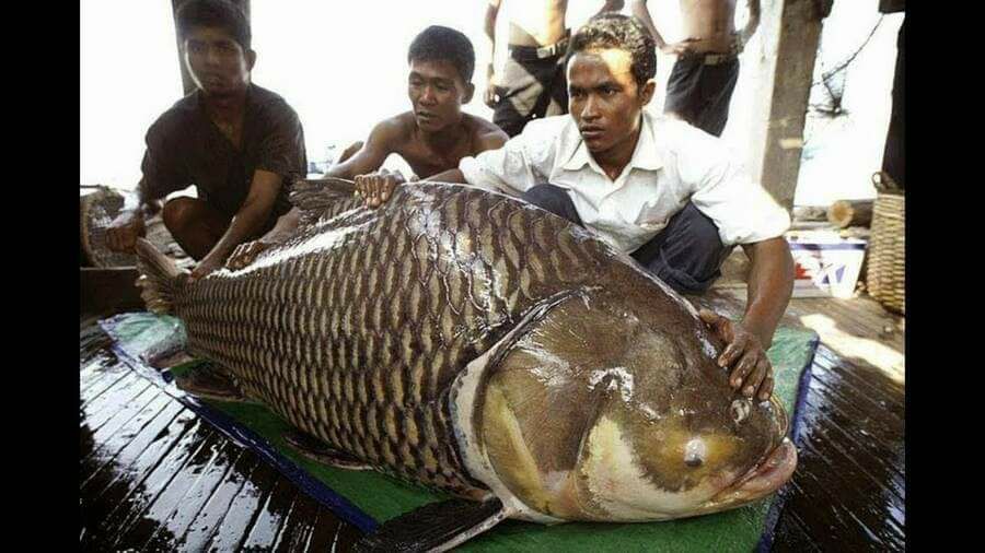 ត្រីគល់រាំង ប្រភេទត្រីយក្សមានទម្ងន់ចាប់ពី ១៥០-៣០០ គីឡូក្រាម និងប្រវែងដងខ្លួនពី ២-៣ម៉ែត្រ