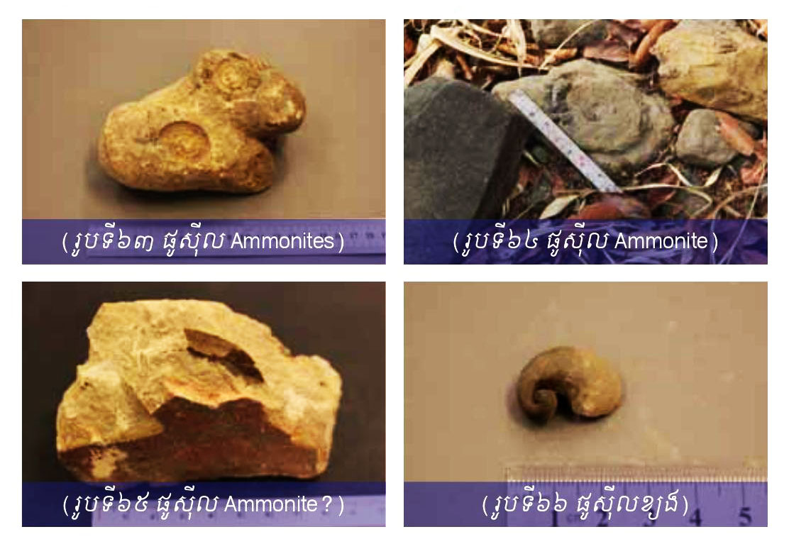 ស្ថានីយផូស៊ីលភ្នំពីរ (Phnom Pir Fossil Site)