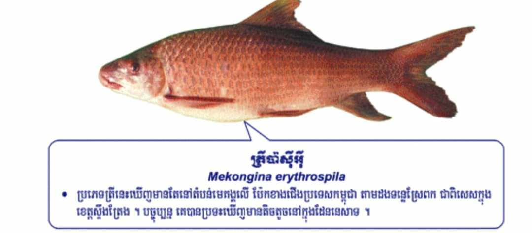 ត្រីប៉ាស៊ីអ៊ី ច្រើនរស់នៅទន្លេមេគង្គក្នុងទឹកដីខេត្តស្ទឹងត្រែង