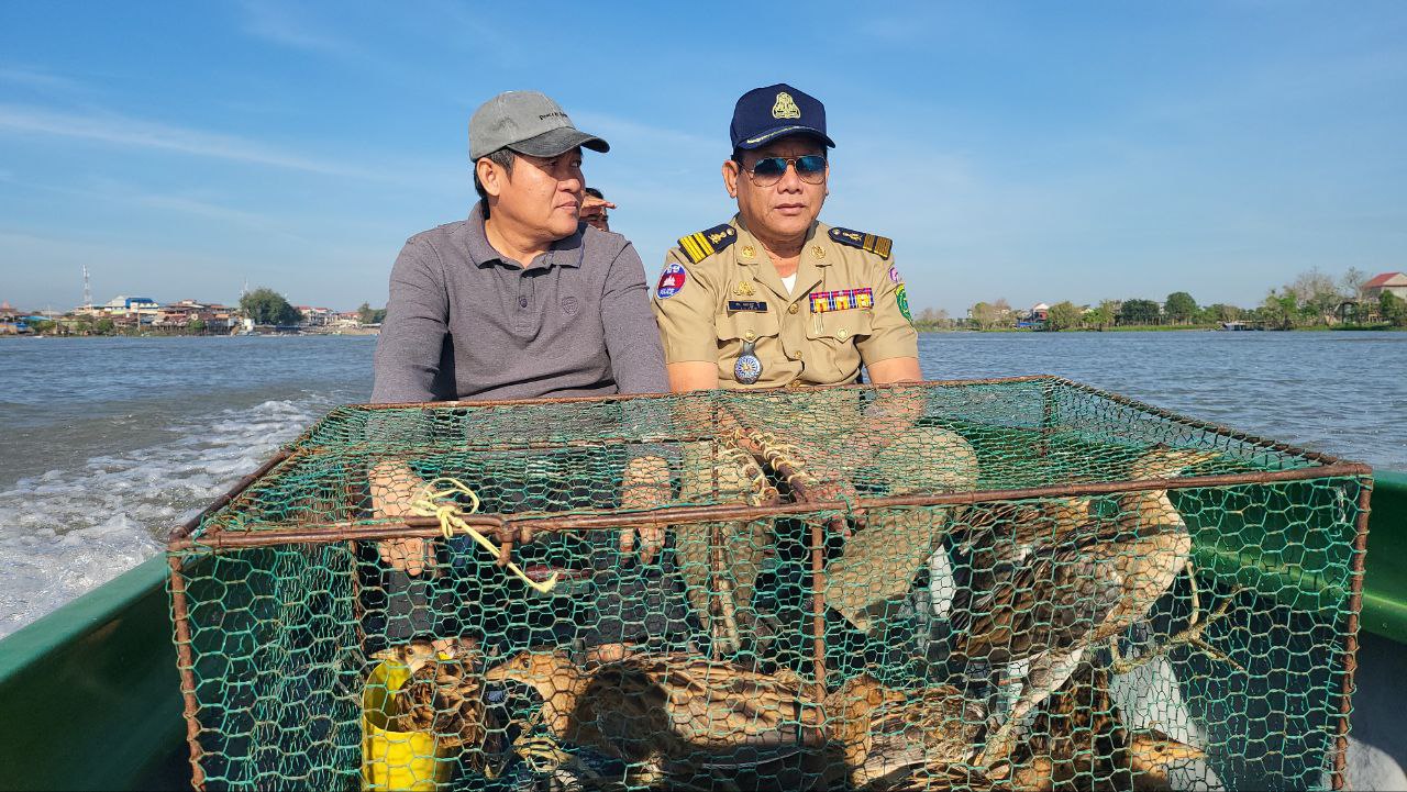 ព្រះរាជអាជ្ញាអមសាលាដំបូងខេត្ត នាំយកសត្វខ្លុំ ជាច្រេីនក្បាល លែងឲ្យមានសេរីភាពឡើងវិញនៅក្នុងតំបន់កោះទន្លេខេត្តកំពង់ឆ្នាំង