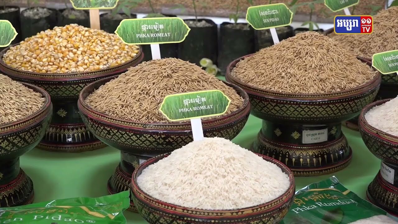 ក្រសួងកសិកម្មជម្រុញការបញ្ចេញពូជស្រូវថ្មីចំប៉ីស៧០ (Video Inside)