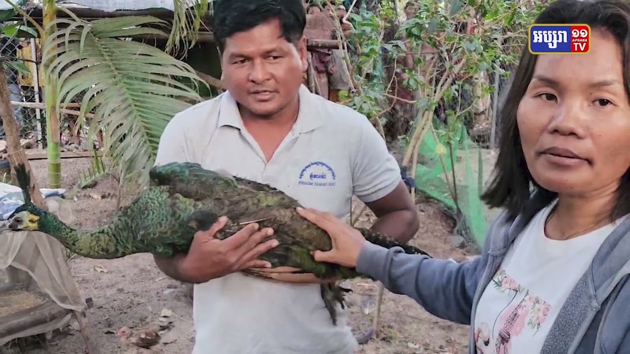 សម្តេចតេជោបញ្ចប់ទំនាស់ នៃការចាប់សត្វក្ងោកចិញ្ចឹម២០ក្បាល របស់ពលរដ្ឋ (Video Inside)
