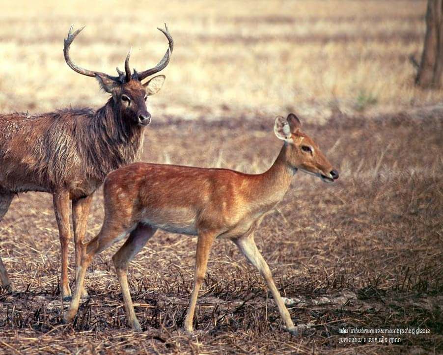 សត្វរមាំង ជាប្រភេទសត្វជិតផុតពូជលើពិភពលោក និងកំពុងមានវត្តមាននៅប្រទេសកម្ពុជា