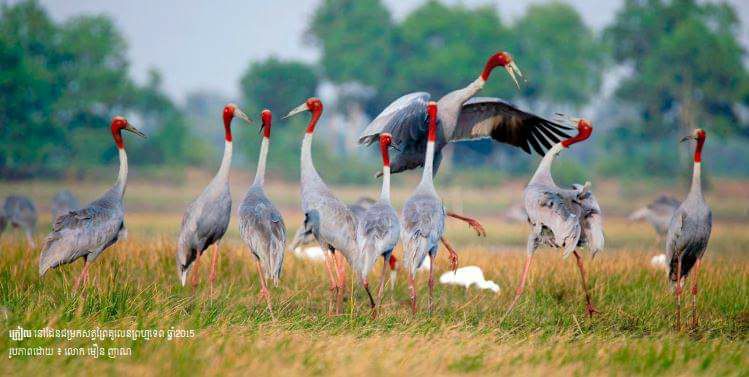 សត្វក្រៀលជាសត្វកម្រ និងចូលចិត្តរស់នៅតំបន់ភូមិភាគឧត្តរនៃប្រទេសកម្ពុជា