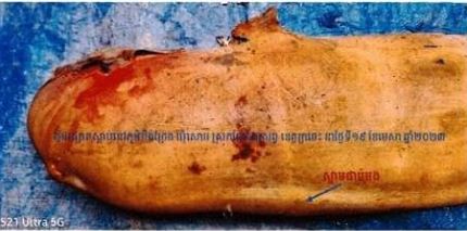 កូនផ្សោតឈ្មោលមួយក្បាលអាយុប្រមាណ ៤ថ្ងៃ បានស្លាប់ ដោយសារការជាប់មងនេសាទ