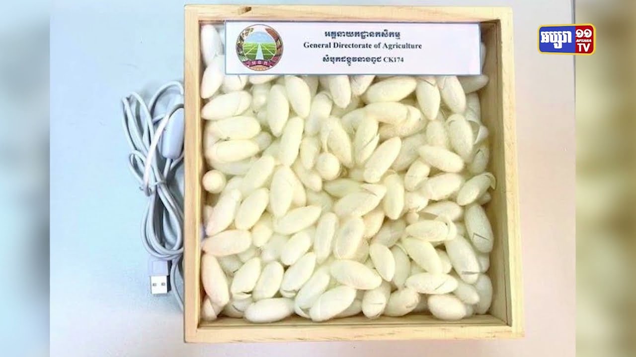 ក្រសួងកសិកម្មគ្រោងបញ្ចេញពូជដង្កូវនាងប្រភេទថ្មី «នាងសូត្រស» (Video Inside)