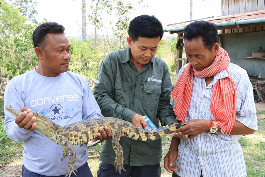 ប្រជាពលរដ្ឋប្រទះឃើញក្រពើភ្នំជាសត្វកម្របំផុតក្នុងលោកមួយក្បាលទម្ងន់ ៣.៥គីឡូក្រាម នៅស្រុកស្រែអំបិល