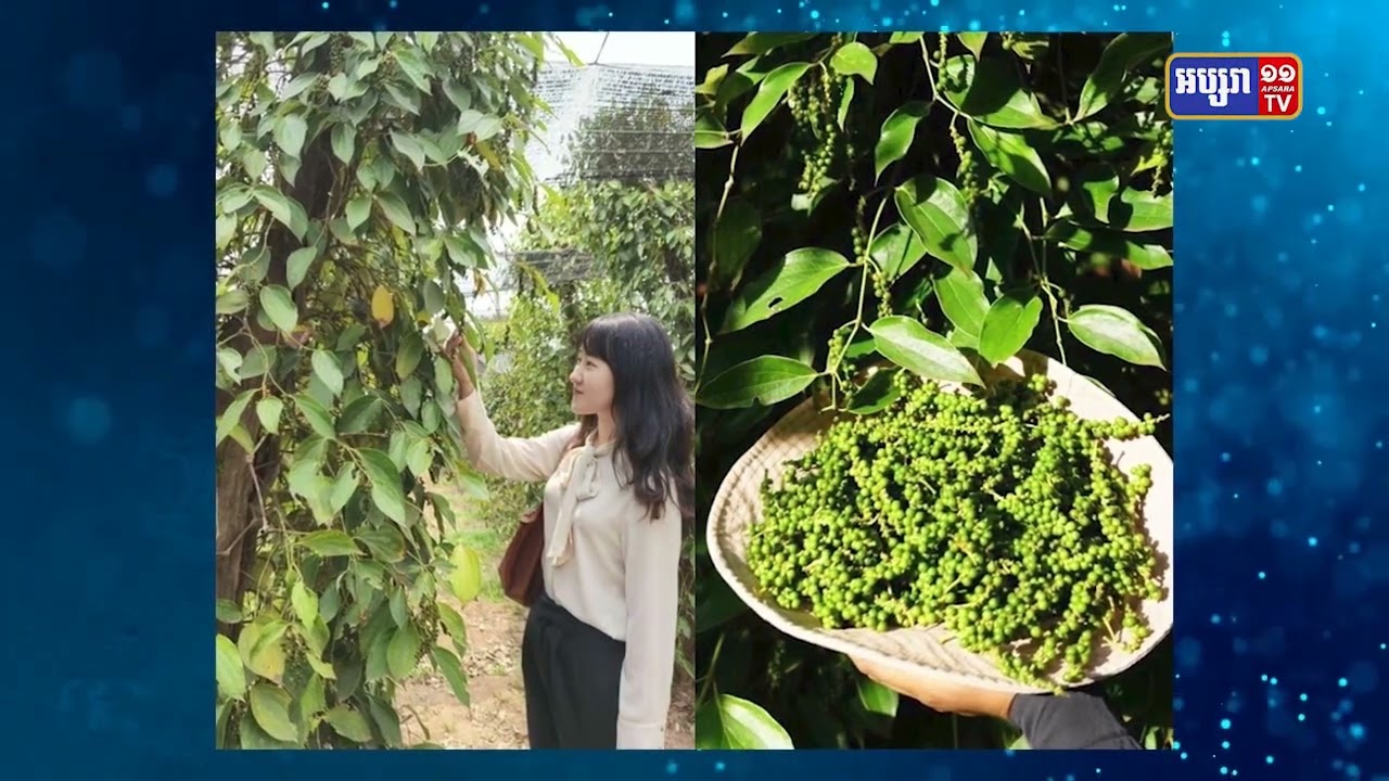 ទីផ្សារប្រទេសចិនទទួលយកដំណាំម្រេចរបស់កម្ពុជា (Video Inside)