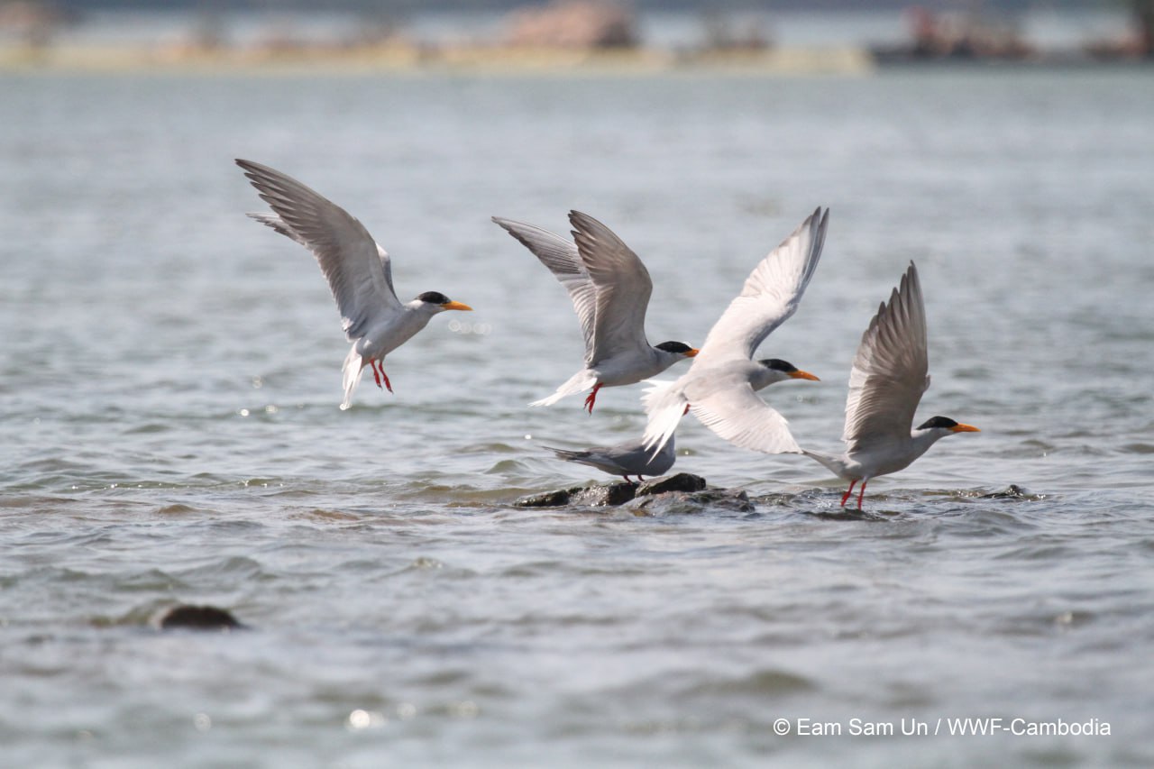 អង្គការ WWF៖ ចំនួនសត្វរំពេរទន្លេនៅក្នុងតំបន់មេគង្គ បានកើនឡើងក្នុងឆ្នាំ ២០២៣នេះ