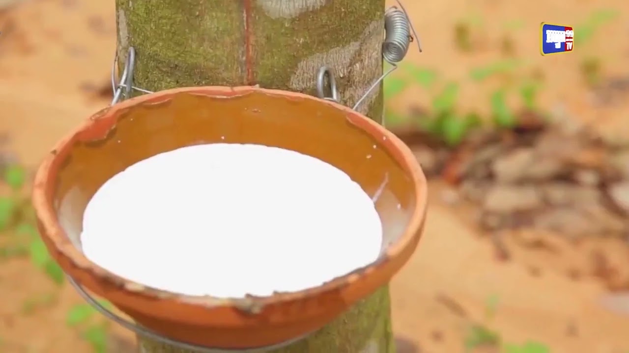 ៤ខែដើមឆ្នាំ ចំណូលកៅស៊ូមានចំនួនជាង២៦០លានដុល្លារ (Video Inside)