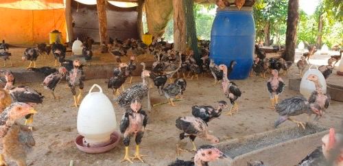សហគមន៍ឆ្នាល់មាន់សាមគ្គី ខេត្តបាត់ដំបង ស្វះស្វែងរកដៃគូដើម្បីពង្រឹងសហគមន៍កសិកម្ម​របស់​ខ្លួន​ឡើងវិញ