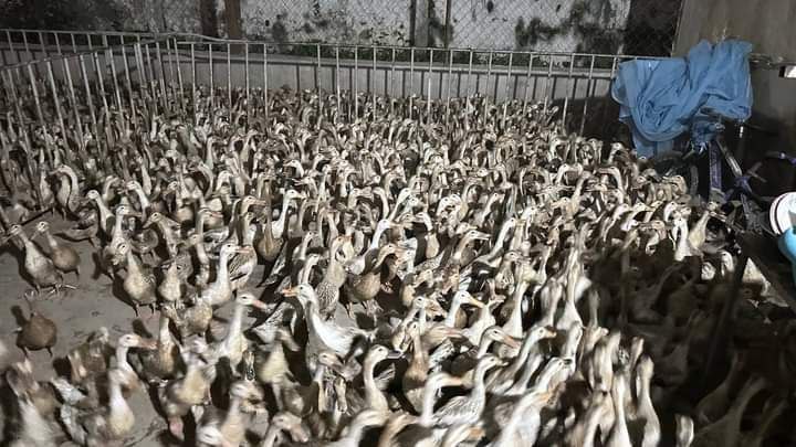 សត្វទារស់ចំនួន ៦០០០ក្បាលនាំចូលពីវៀតណាម ត្រូវបានសមត្ថកិច្ចបង្ក្រាបនៅខេត្តព្រៃវែង