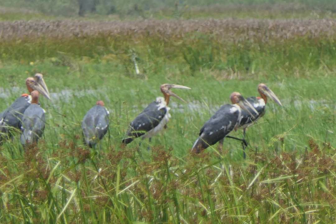 អ្នកអភិរក្ស បង្ហាញពីរូបភាពសត្វស្លាបកម្រកំពុងមានវត្តមាននៅសហគមន៍ តំបន់ការពារធម្មជាតិទួលនាងសាវផ្លូវហ្លួង