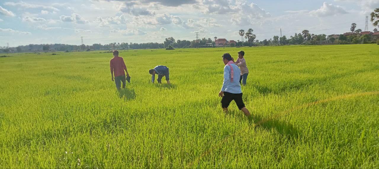 សហព័ន្ធស្រូវអង្ករកម្ពុជា៖ស្ថានភាពនៃតម្លៃស្រូវបាននិងកំពុងត្រឡប់មកជាធម្មតាវិញ
