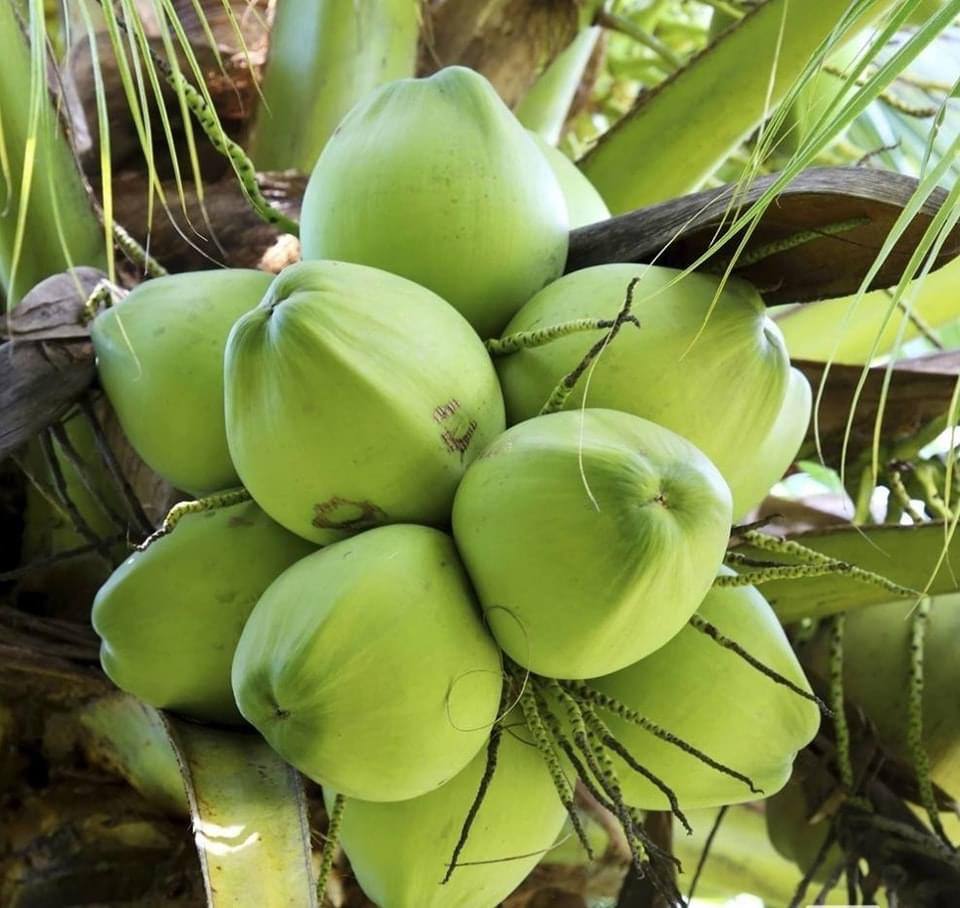 ស្ថានទូតចិនប្រចាំកម្ពុជា៖ ចាប់ពីពេលនេះតទៅ ប្រទេសចិននឹងអនុញ្ញាតឱ្យដូងស្រស់របស់កម្ពុជា ដែលសមស្របនឹងលក្ខខណ្ឌពាក់ព័ន្ធ នាំចេញទៅកាន់ប្រទេសចិន