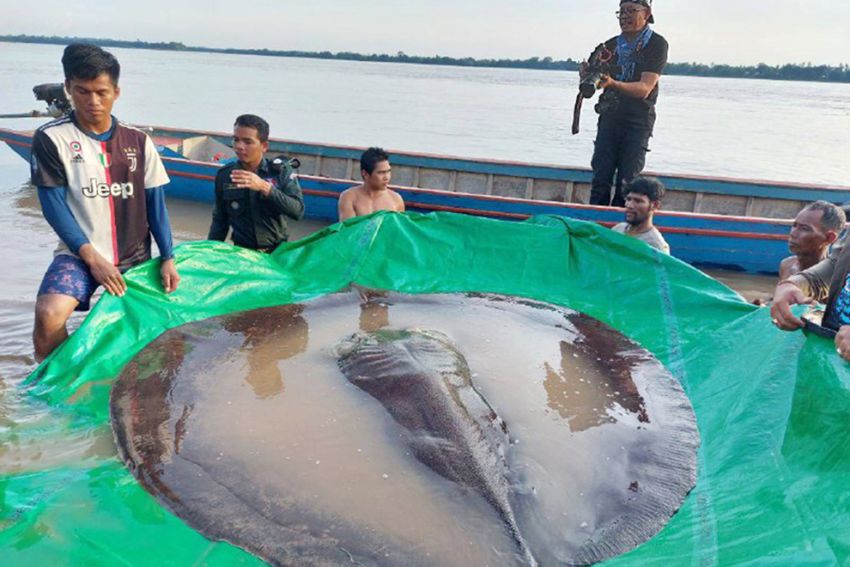 ត្រីបបែលយក្សទម្ងន់៣០០គីឡូក្រាម ដែលរកឃើញនៅកម្ពុជា​ បានបំបែកឯតទគ្គ​កម្ម ជាត្រីទឹកសាបដ៏ធំបំផុតនៅលើពិភពលោក