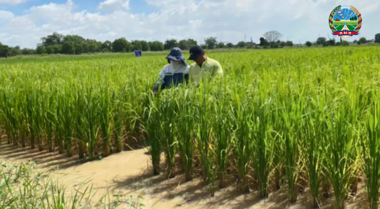 ពូជស្រូវសែនក្រអូប០១ កំពុងមានការចាប់អារម្មណ៍ខ្លាំងលើទីផ្សារអន្តរជាតិ