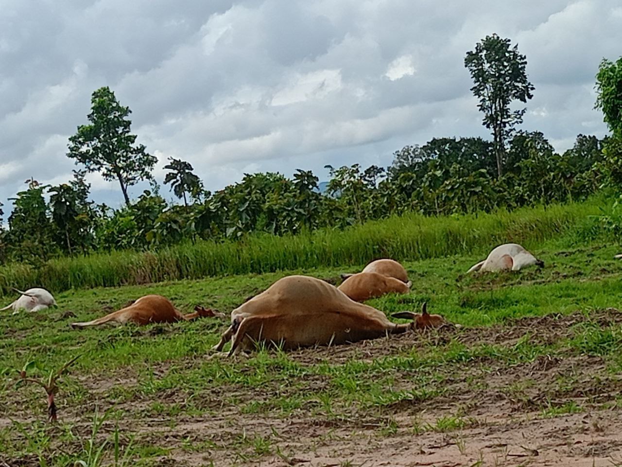 ម្ចាស់ស្លុតចិត្តនិយាយលែងចេញដោយសារសត្វគោ ១៧ក្បាលបានងាប់ សង្ស័យបណ្តាលមកពីពុលថ្នាំបាញ់ស្រូវពង្រោះ
