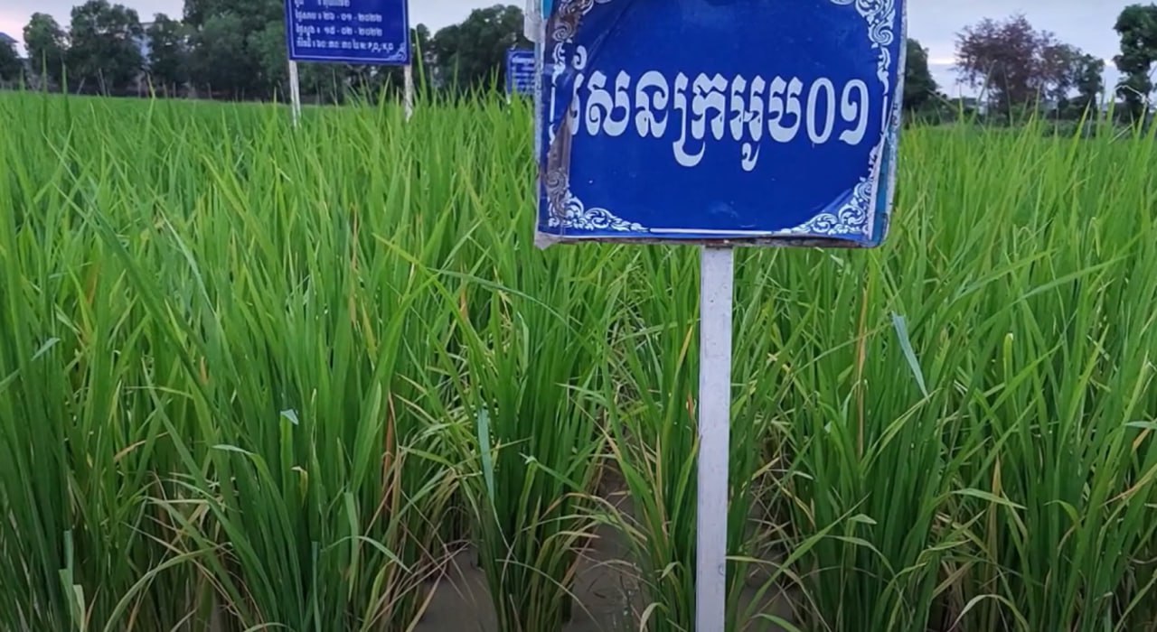 កាឌី៖ បច្ចុប្បន្នកសិករ៤០ភាគរយ កំពុងដាំដុះពូជស្រូវសែនក្រអូប០១ ដែលកំពុងមានតម្រូវការច្រើននៅទីផ្សារចិន និងនៅអឺរ៉ុប