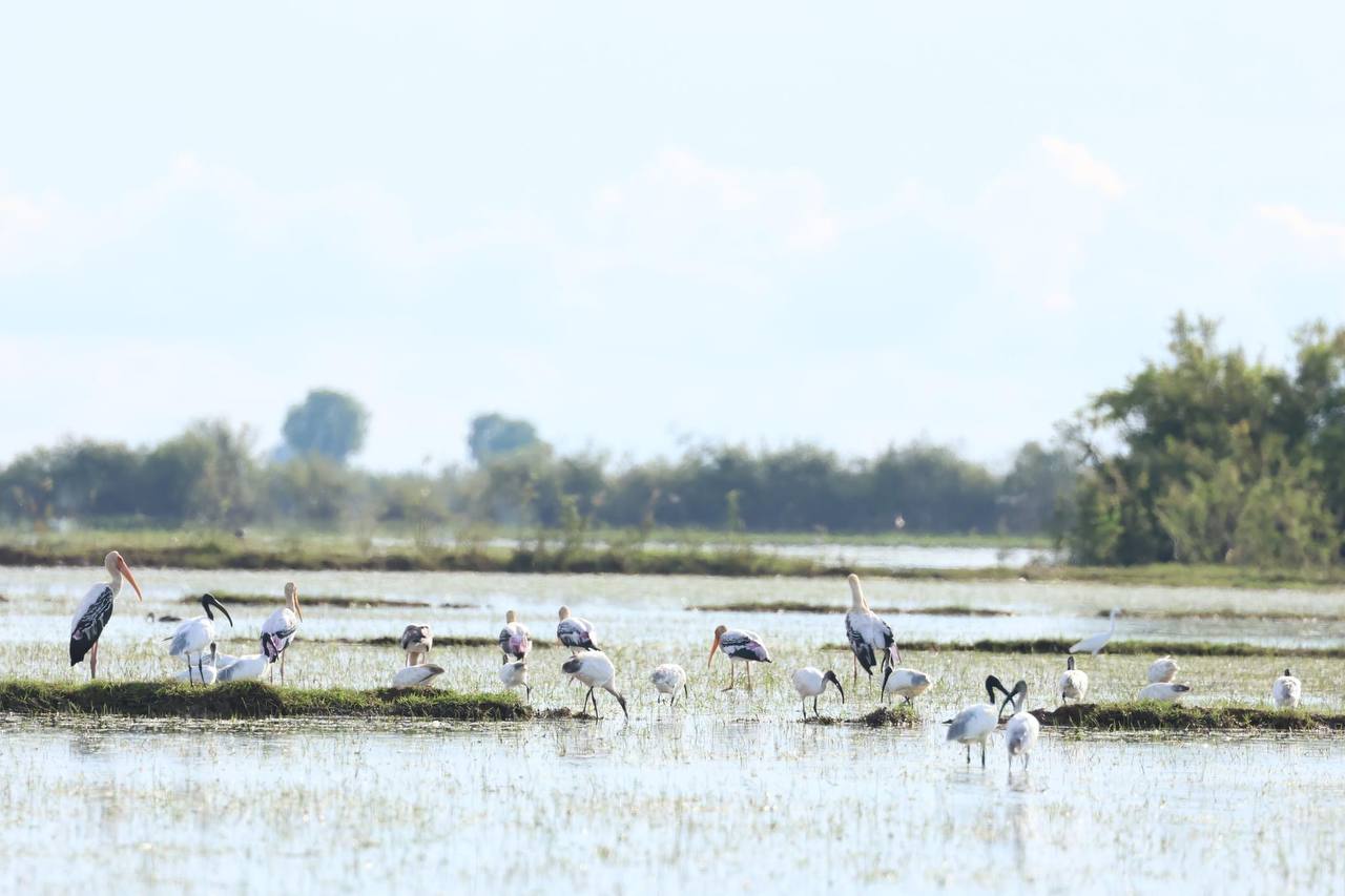 ក្រុមអ្នកអភិរក្សប្រទះឃើញសត្វត្រយងចំពុះស្លាបព្រានៅតំបន់អភិរក្សសត្វខ្សឹបជីក្រែង