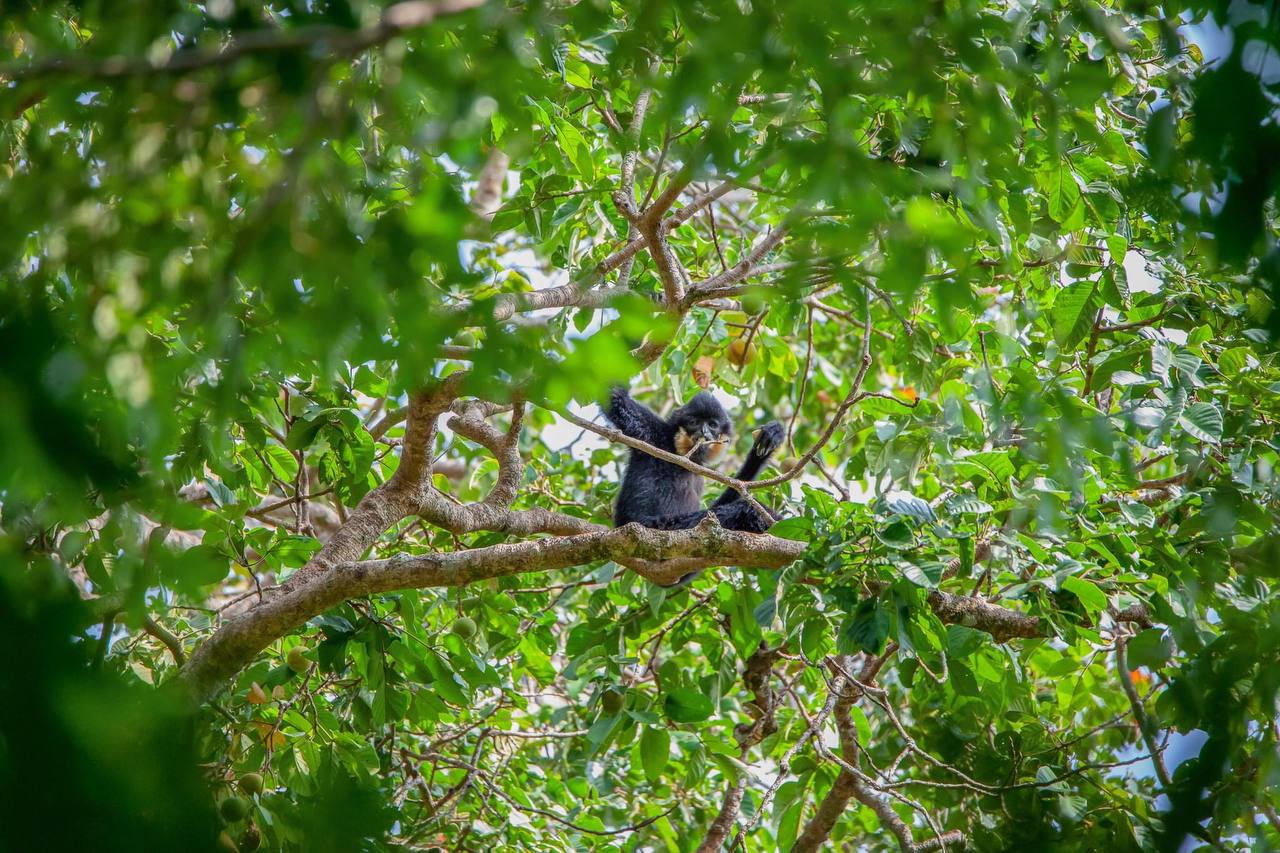 ដែនជម្រកសត្វព្រៃកែវសីមា ខេត្តមណ្ឌលគិរី មានសត្វទោចរស់នៅច្រើនជាងគេ