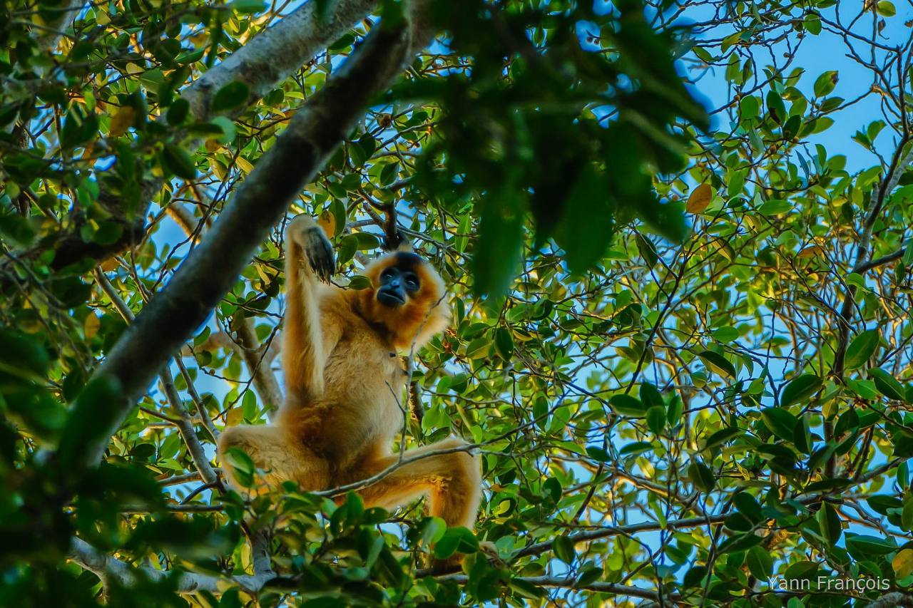 សត្វទោចថ្ពាល់លឿងជាអ្នកសម្តែង និង ជាអ្នកអធិរាជសំនៀងក្នុងព្រៃព្រឹក្សា