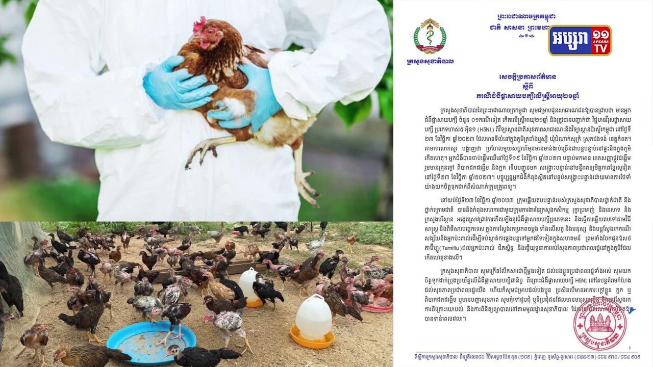 ស្ត្រីអាយុ២១ឆ្នាំឆ្លងផ្តាសាយបក្សីនៅកំពត (Video Inside)